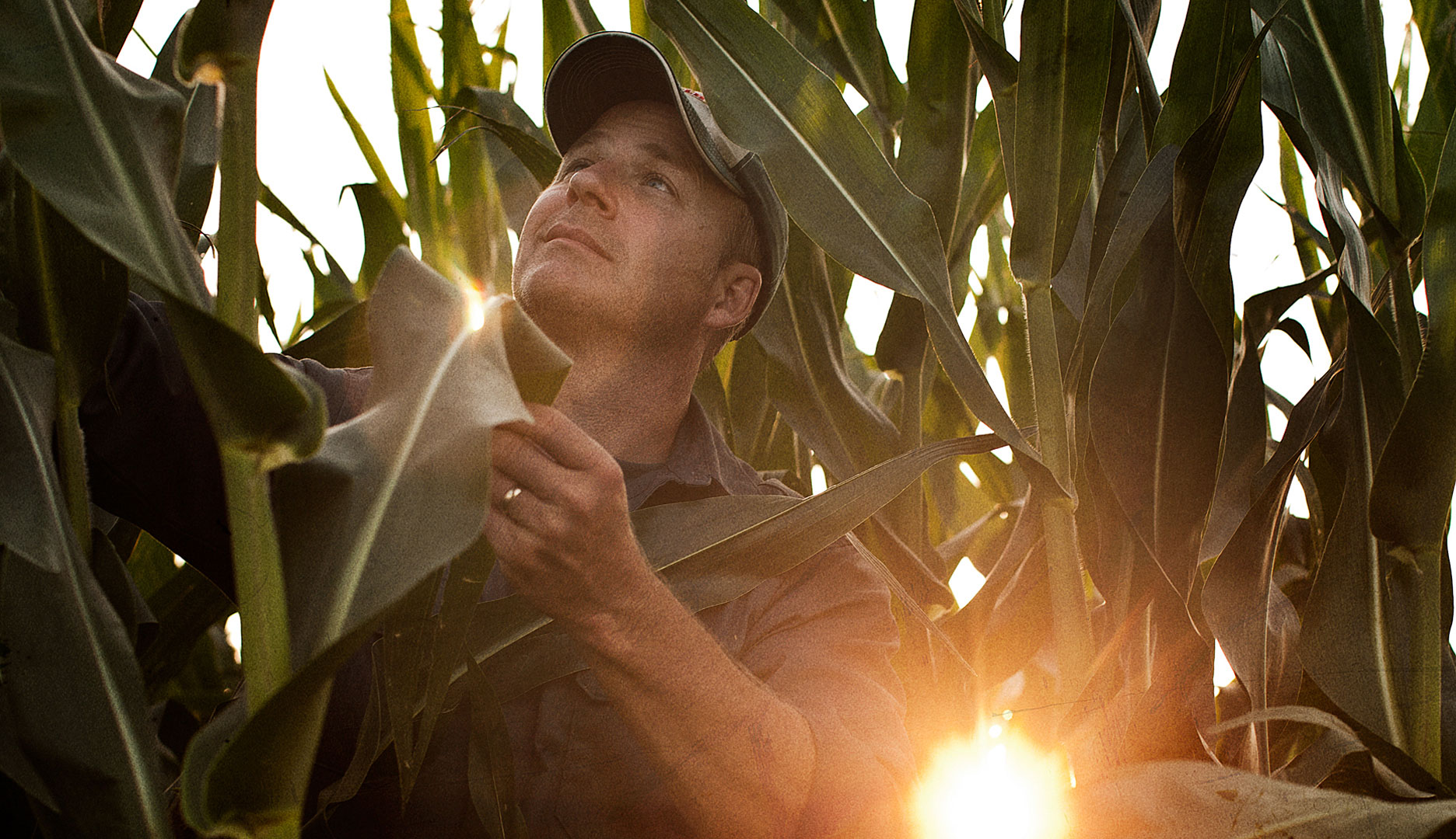 corn1043